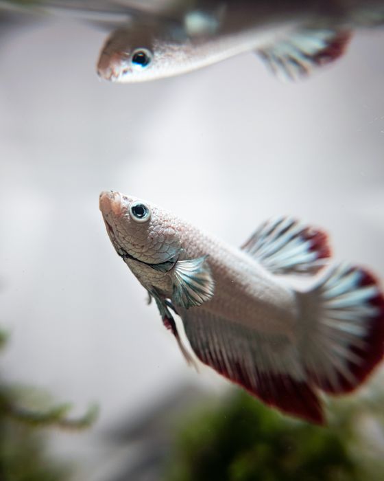 Betta splendens — João Santos