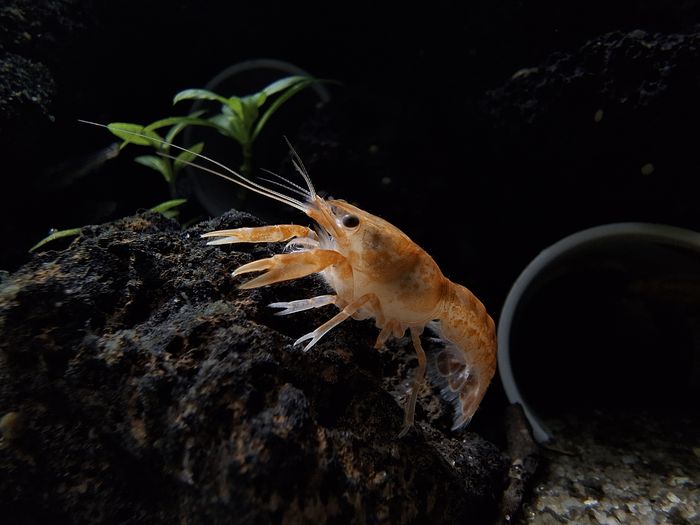 Cambarellus patzcuarensis — @kiseki_horizon_tanks