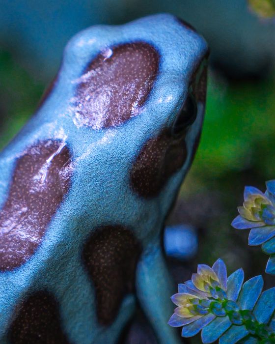 Dendrobates auratus — João Pinheiro