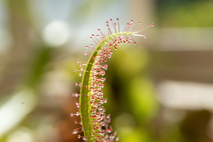 Drosera capensis — Filipe Gonçalves