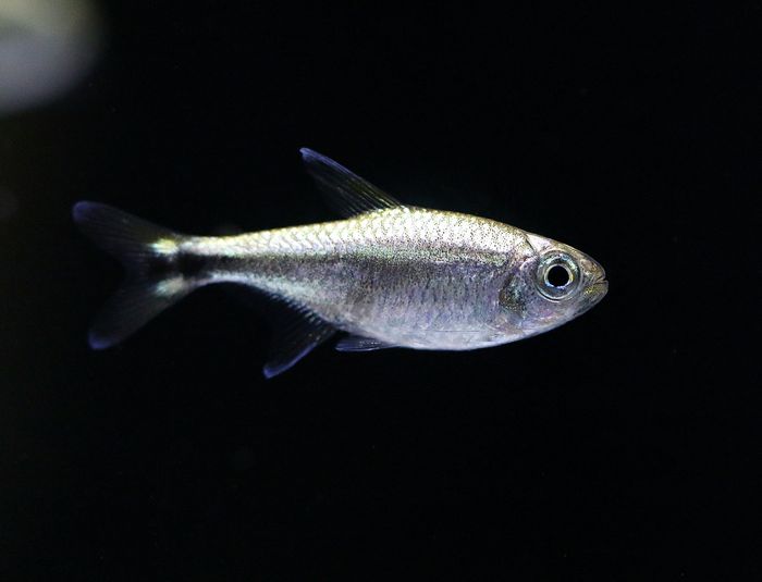 Hemigrammus armstrongi — Ivo Soares