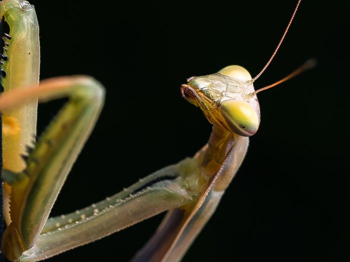Mantis religiosa — João Fernandes