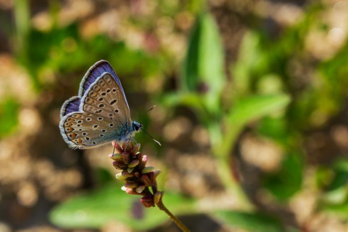 Polyommatus icarus — Marco Soares