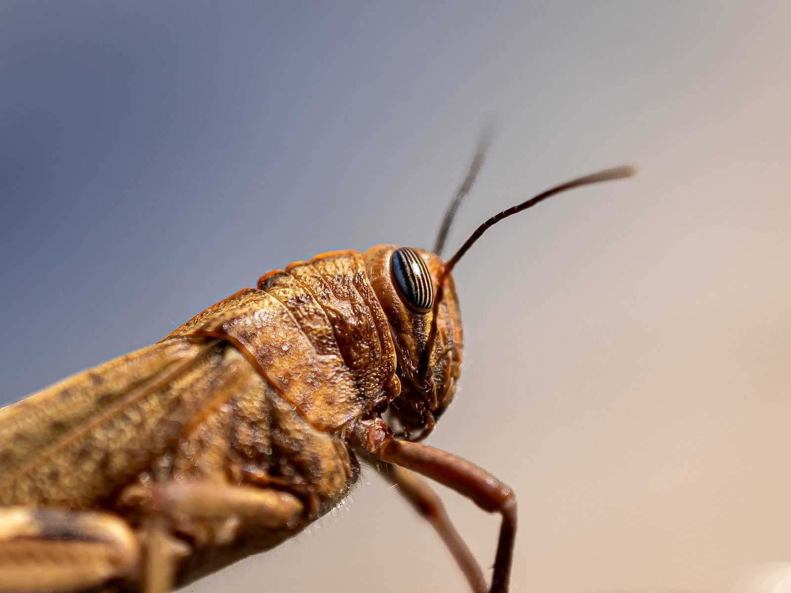 Anacridium aegyptium — João Fernandes