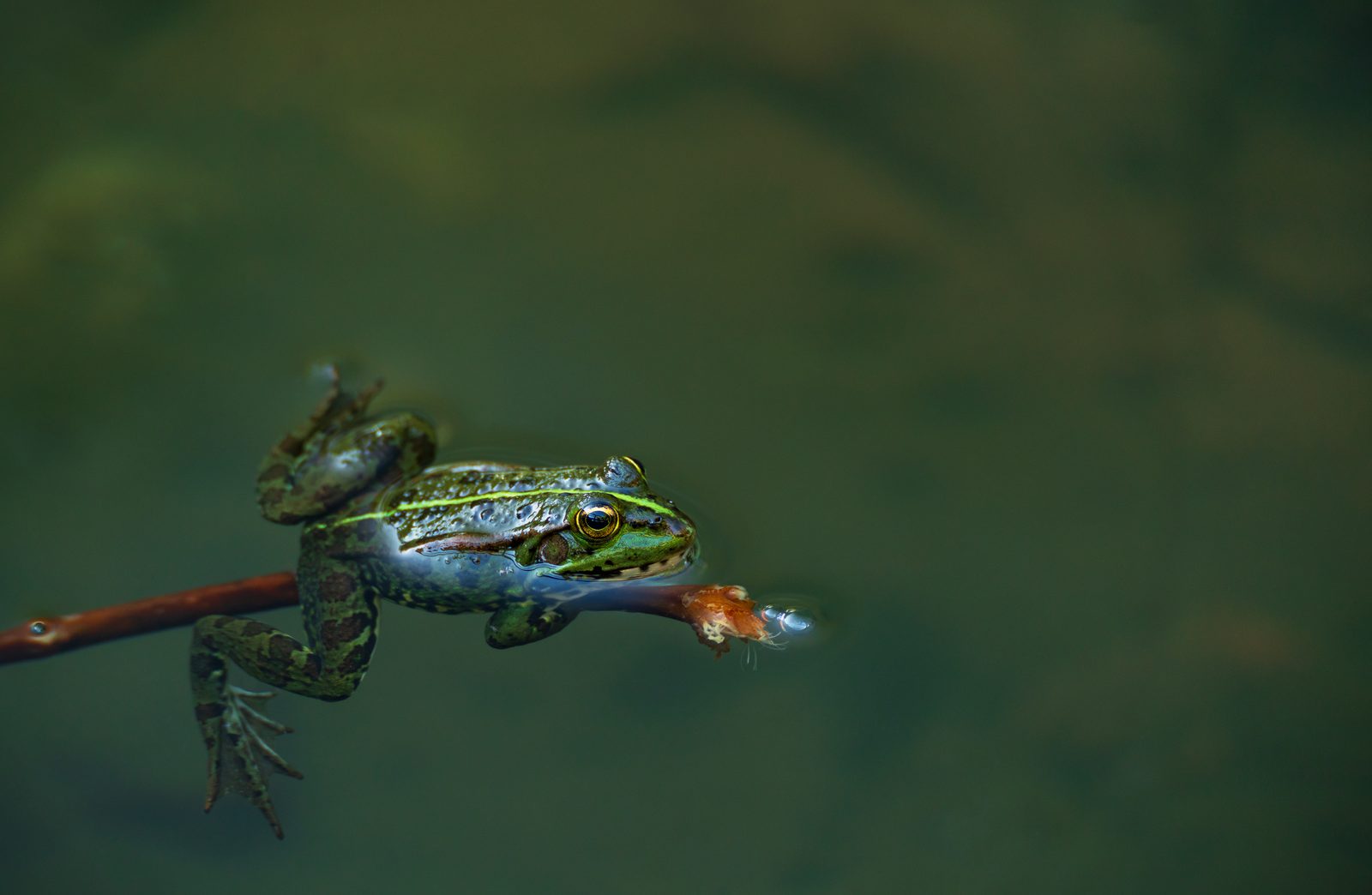 Pelophylax esculentus — Marco Soares