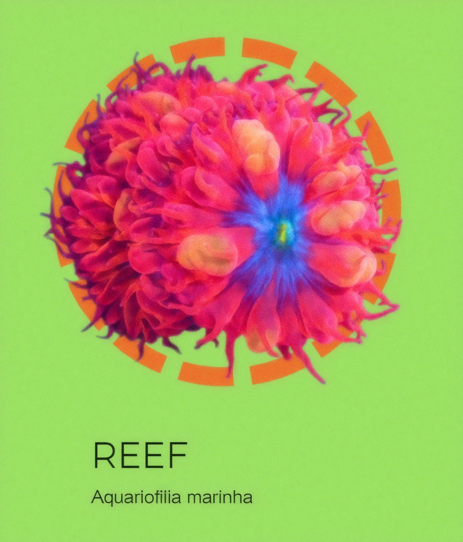 Workshop Reef